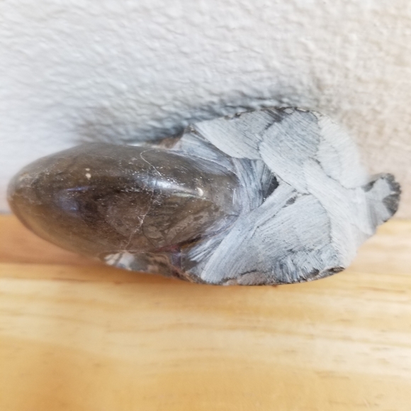 #1128 NWOT Rare Collectible Nautilus Ammonite Foss - Picture 7 of 8